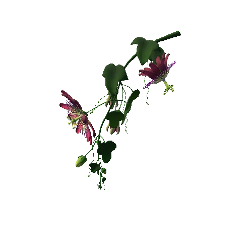 Flower Passifloraceae1